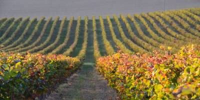 Domaine des Terrisses