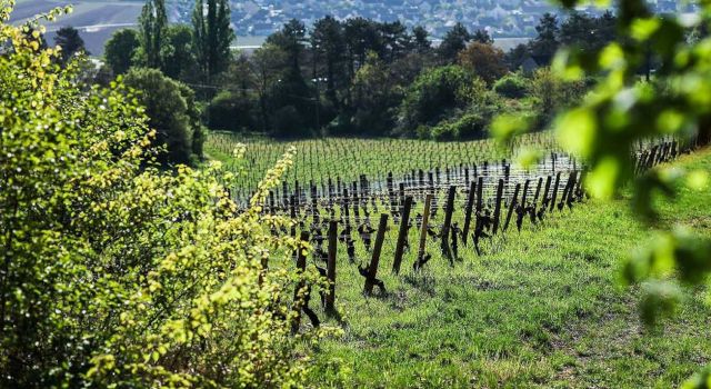 Territorio y viticultura