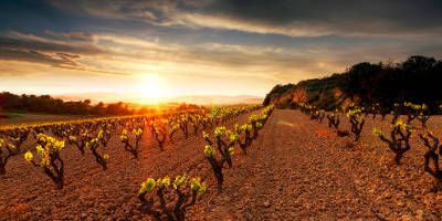 Caves i Vins Eudald Massana Noya