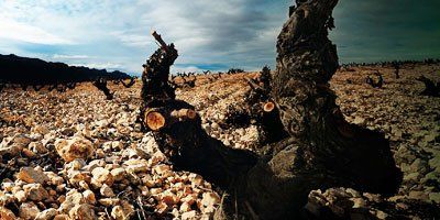 Bodegas El Nido