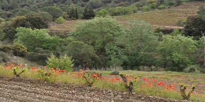Epicure Wines By Franck Massard