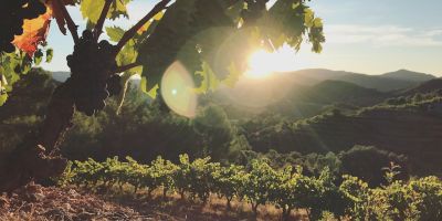Vins L'Excepcional