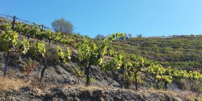Bodegas Fontedei