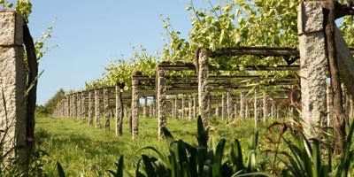 Fento Wines