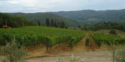 Azienda Agricola Fontodi