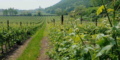 Le Fraghe