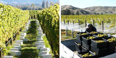 Fromm Winery