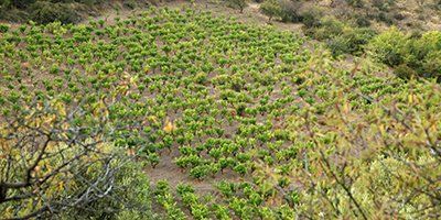 Bodegas Frontonio