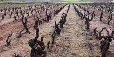 Bodegas Gama