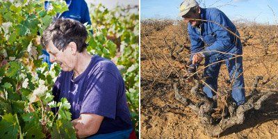 Bodegas y Viñedos Gallego Zapatero