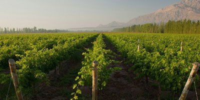 Bodegas Graffigna