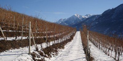 Tipici vigneti valdostani innevati