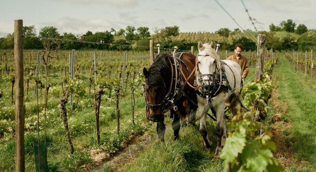 Territorio y viticultura