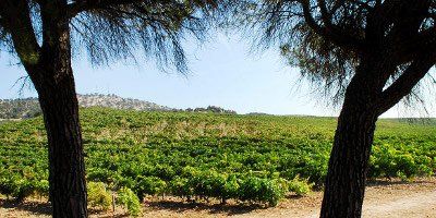 Bodegas Hacienda Monasterio