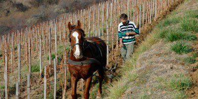 Tokaj-Hétszolo