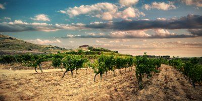 Bodega Puig Priorat