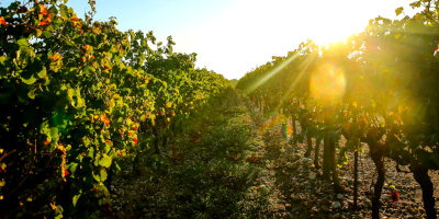 Domaine Lafage