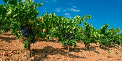 Latidos de Vino