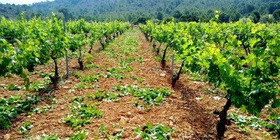 Bodegas Lazo