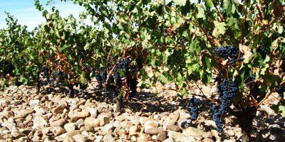 Bodegas Leda