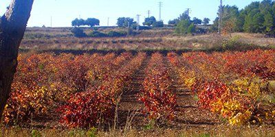 Clos Lentiscus