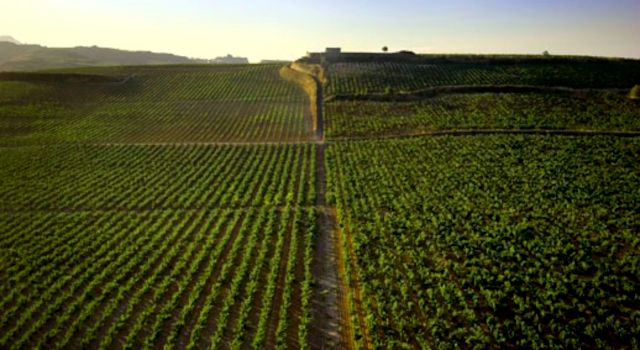 Vineyards