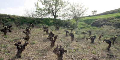 LMT Wines - Luis Moya
