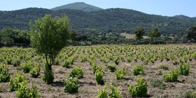 Bodegas Lobecasope