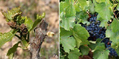 Bodegas Lobecasope