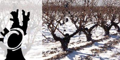 Bodegas Los Olmos