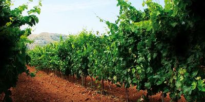 Bodegas y Viñedos Monteabellón
