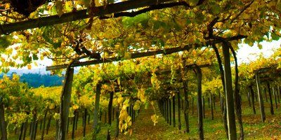 Bodegas Martín Códax