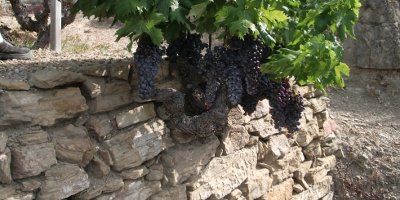 Rossese, muretti e terroir