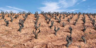 Bodegas Martínez Lacuesta