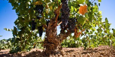 Bodegas Mano a Mano