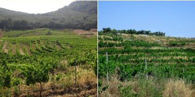 Estones Vins