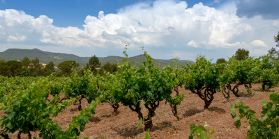 Bodegas Abadal