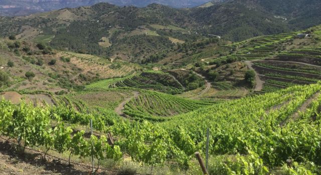 Territorio y viticultura
