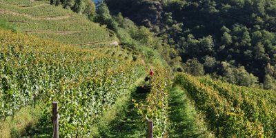 I vigneti