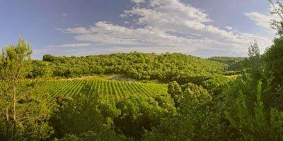Mas de Daumas Gassac