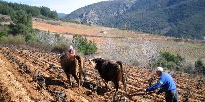 Bodegas y Viñedos Mengoba