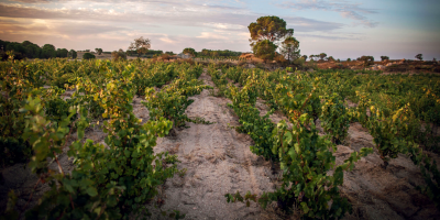 Celler Martí Fabra