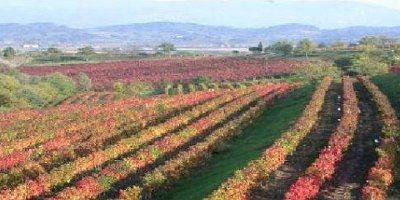 Vigneti in Collio