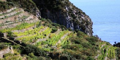 Antiche Cantine Migliaccio