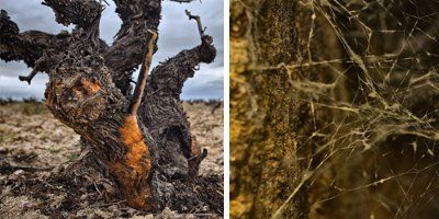 Microbio Wines