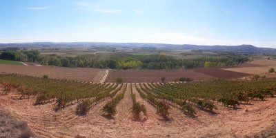 Bodega y Viñedos Milénico