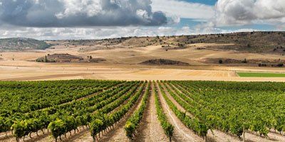 Bodegas Peñafiel