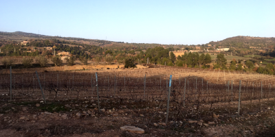 Moacin Wines