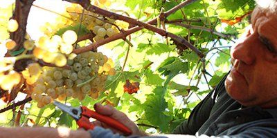 Azienda Agricola Mola