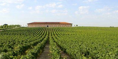 Finca Museum Viñedos y Bodegas